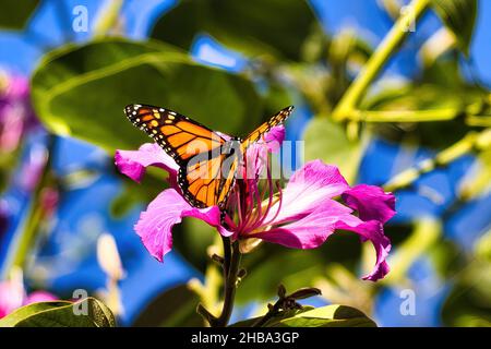Beauté détaillée d'un papillon monarque orange vif et noir sur une fleur mauve vif. Banque D'Images