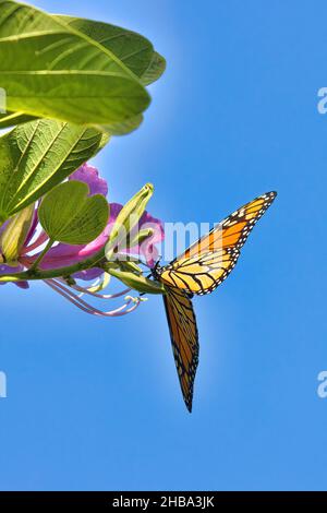Beau monarque papillon avec des ailes s'étaler ouvert assis sur une fleur pourpre vu de dessous. Banque D'Images