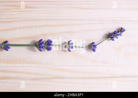 Une branche de lavande située sur un fond en bois clair Banque D'Images