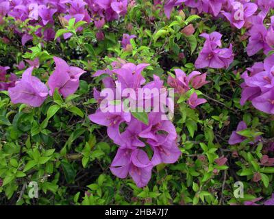 Regardez les fleurs et les bougainvilliers dans le jardin. Banque D'Images