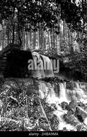 Une petite cascade artificielle, en noir et blanc, au bord d'une plantation de pins à Magoebaskloof, en Afrique du Sud. Banque D'Images