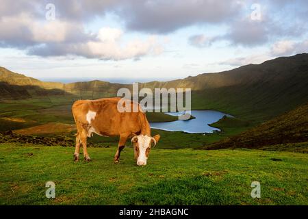 Vache paître au lever du soleil dans le cratère de Caldeirao, île de Corvo, Açores, Portugal Banque D'Images