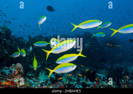Shoal of Yellowback Fusiliers, Caesio teres, North Male Atoll, Océan Indien, Maldives Banque D'Images