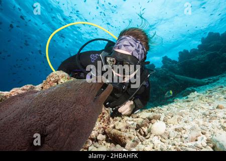 Plongée sous-marine et Moray géant, Gymnothorax javanicus, atoll de Malé Nord, Océan Indien, Maldives Banque D'Images