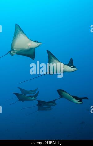 Groupe de raies d'aigle tacheté, Aetobatus narinari, Atoll de Felidhu, Océan Indien, Maldives Banque D'Images