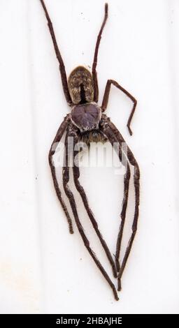 Tripode de chasse gris géant australien (hokonia immanis) Huntsman bandé, debout sur une surface blanche.Par le haut.Queensland, Australie. Banque D'Images