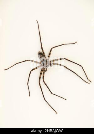 Araignée de Huntsman brune mâle (hétéropoda jugulans), d'en haut sur une surface blanche.Grande araignée australienne légèrement toxique, dans l'été du Queensland. Banque D'Images