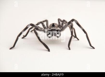 Tripode de chasse gris géant australien (hokonia immanis) Huntsman bandé, debout sur une surface blanche.Vue de face, a 8 Eyes Queensland, Australie. Banque D'Images