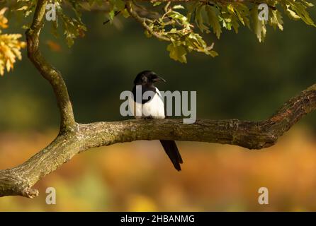 Près d'une pie perchée dans un arbre, l'automne au Royaume-Uni. Banque D'Images