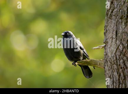 Gros plan d'un Jackdaw perché sur une branche d'arbre, Royaume-Uni. Banque D'Images