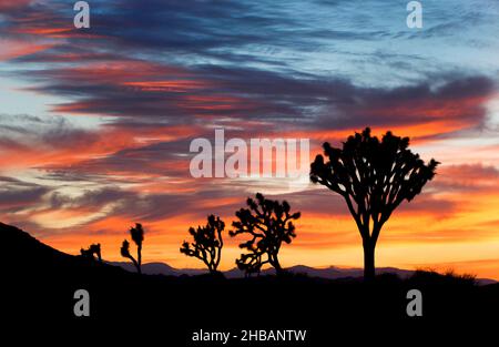 joshua Tree dans la lumière et l'ombre Joshua Tree National Park, Californie, États-Unis d'Amérique.Il porte le nom des Josues (Yucca brevifolia) indigènes du désert de Mojave.Une version unique et optimisée d'une image NPS - Credit: NPS Banque D'Images
