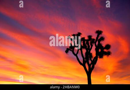 joshua Tree dans la lumière et l'ombre Joshua Tree National Park, Californie, États-Unis d'Amérique.Il porte le nom des Josues (Yucca brevifolia) indigènes du désert de Mojave.Une version unique et optimisée d'une image NPS - Credit: NPS Banque D'Images