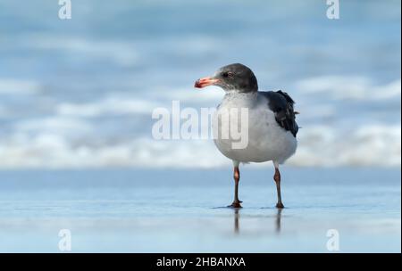 Gros plan d'un mouette dauphin debout dans l'eau, îles Falkland. Banque D'Images