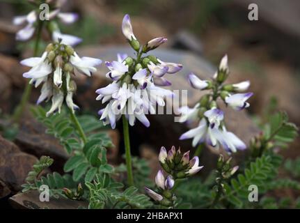 Lait alpin Vetch Astragalus alpinus Denali National Park & Preserve Alaska, États-Unis d'Amérique Une version unique et optimisée d'une image par NPS Ranger JW Frank; Credit: NPS/Jacob W. Frank Banque D'Images