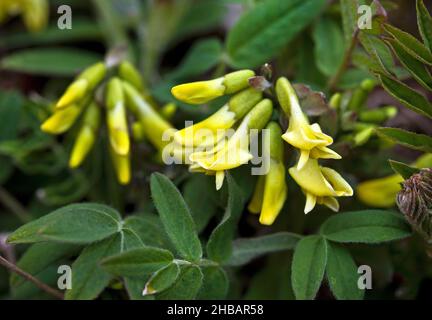 Echarde de lait arctique poilu Astragalus umbellatus Denali National Park & Preserve Alaska, États-Unis d'Amérique Une version unique et optimisée d'une image par NPS Ranger JW Frank; Credit: NPS/Jacob W. Frank Banque D'Images