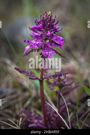 Lousewort Pedicularis verticillata Denali National Park & Preserve Alaska, États-Unis d'Amérique Une version unique et optimisée d'une image par NPS Ranger JW Frank; Credit: NPS/Jacob W. Frank Banque D'Images