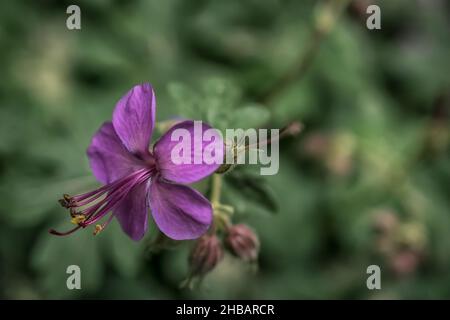 Une photo en gros plan d'une fleur de tibouchine violette Banque D'Images