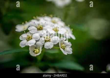 Une photo en gros plan d'une douce fleur d'alyssum au printemps Banque D'Images