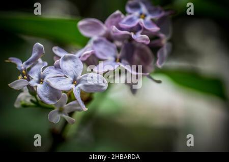 Une photo en gros plan d'une fleur de lilas pourpre au printemps Banque D'Images