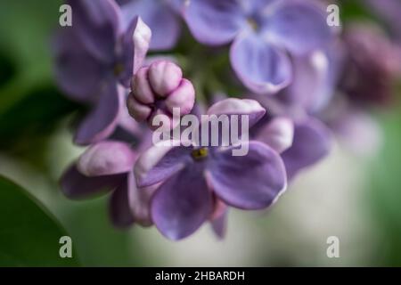 Une photo en gros plan d'une fleur de lilas pourpre au printemps Banque D'Images