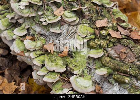 Trichaptum biforme, champignon poroïde sur le gros plan de l'arbre de bouleau foyer sélectif Banque D'Images