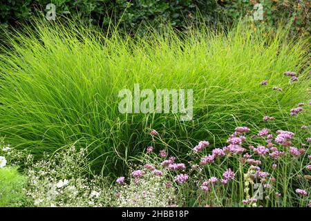 Miscanthus sinensis gracillimus herbe à feuilles caduques ornementales au Royaume-Uni fin d'été frontière de jardin.Aussi appelé 'eulalia 'Gracillamus Banque D'Images