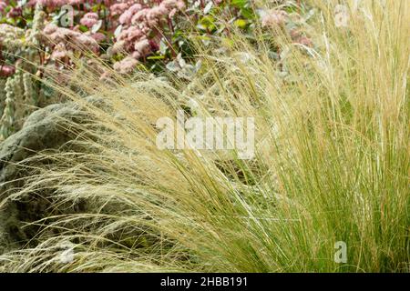 Stipa tenuissima.Des têtes de semis mexicaines de plumes planent sur une bordure de jardin en automne.ROYAUME-UNI Banque D'Images