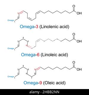 Acides gras oméga-n.La position de la première double liaison de l'acide gras est donnée avec n comme nombre, en comptant à partir de l'extrémité oméga de la molécule. Banque D'Images