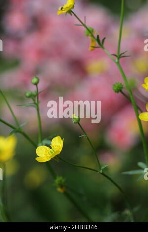 Buttercup jaune de fleur sauvage du Texas Ranunculus bulbosus - Buttercup bulbeux Banque D'Images