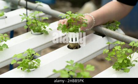 La grenaille d'Une jeune femme agriculteur pousse des légumes hydroponiques dans une serre. Banque D'Images