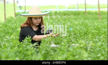 Une adolescente paysanne utilisant un comprimé est de prendre soin et d'inspecter les légumes dans une serre, ferme intelligente. Banque D'Images