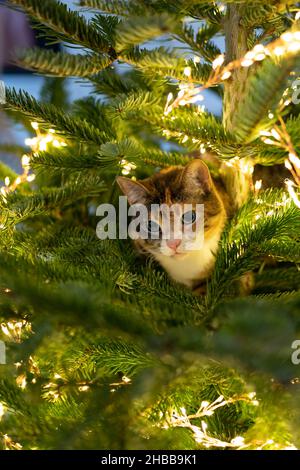 Le chat est assis à l'intérieur de l'arbre de Noël entouré d'une guirlande de LED, coincé ou grimpant sur l'arbre du nouvel an. Banque D'Images