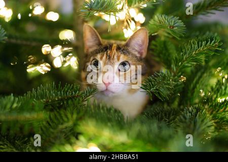 Le chat est assis à l'intérieur de l'arbre de Noël entouré d'une guirlande de LED, coincé ou grimpant sur l'arbre du nouvel an. Banque D'Images