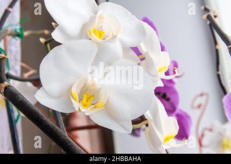 Fleurs d'orchidées blanches en face, au loin fleurs violettes de Phalaenopsis pourpre, foyer sélectif Banque D'Images