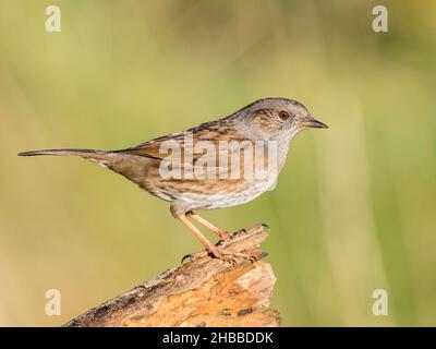 Un dunnock, récemment ajouté à la liste rouge des oiseaux du Royaume-Uni, fourragent au milieu du pays de Galles Banque D'Images