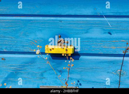 Partie d'une ruche en bois avec des abeilles.Les abeilles sur la ruche.Apiculture.Apiculture. Banque D'Images