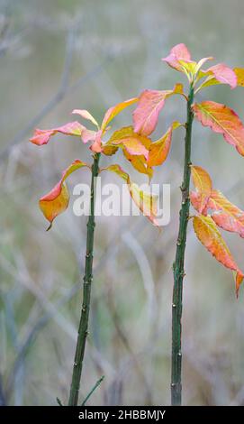 Feuilles d'or et de rouge sur un jeune hêtre (Fagus sylvatica) sautant, Royaume-Uni Banque D'Images