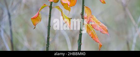 Feuilles d'or et de rouge sur un jeune hêtre (Fagus sylvatica) sautant, Royaume-Uni Banque D'Images