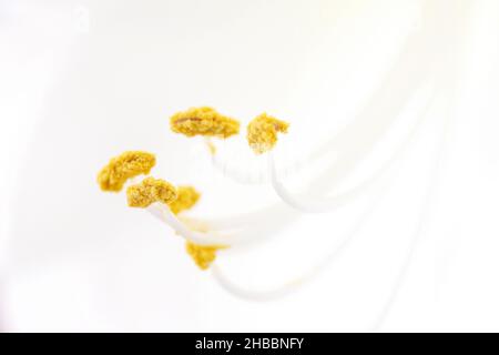 Photo macro d'une fleur d'amaryllis blanche.Concept de la nature. Banque D'Images