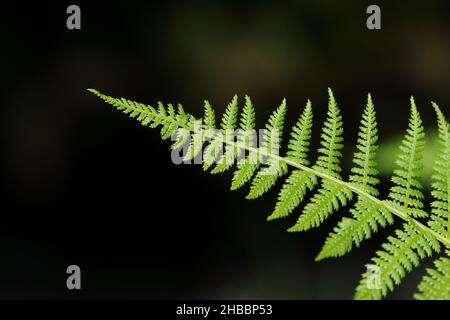 Une tige unique artistique de Bracken (Pteridium), en plein soleil, avec un arrière-plan sombre. Banque D'Images