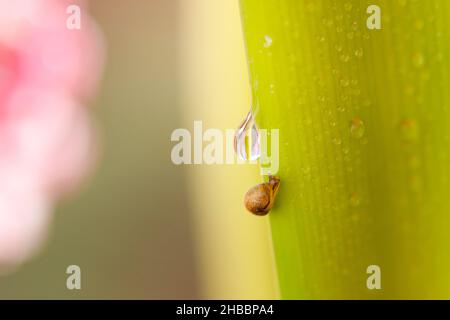 Petit escargot sur la fleur de pissenlit.Arrière-plan nature avec pissenlit Banque D'Images