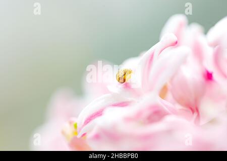 Petit escargot sur la fleur.Arrière-plan de la nature avec des fleurs. Banque D'Images
