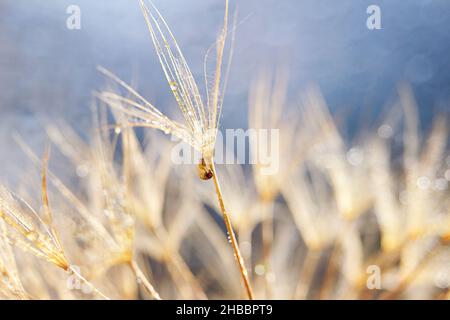 Petit escargot sur la fleur de pissenlit.Arrière-plan nature avec pissenlit Banque D'Images