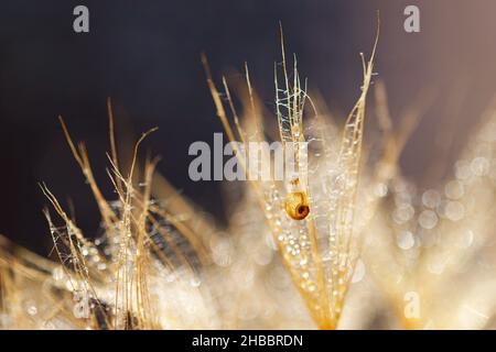 Petit escargot sur la fleur de pissenlit.Arrière-plan nature avec pissenlit Banque D'Images