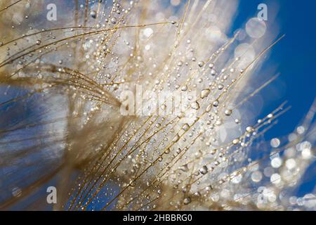 Photo macro de pissenlit avec gouttes d'eau.Arrière-plan nature avec pissenlits. Banque D'Images