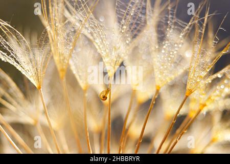 Petit escargot sur la fleur de pissenlit.Arrière-plan nature avec pissenlit Banque D'Images