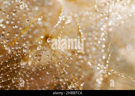 Photo macro de pissenlit avec gouttes d'eau.Arrière-plan nature avec pissenlits. Banque D'Images