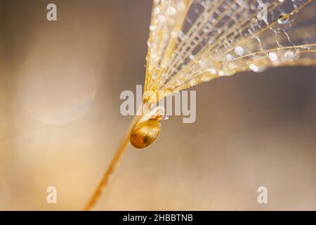 Petit escargot sur la fleur de pissenlit.Arrière-plan nature avec pissenlit Banque D'Images