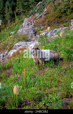 WA19898-00...WASHINGTON - marmotte de Hoary le long du sentier près de Paradise dans le parc national du Mont Rainier. Banque D'Images