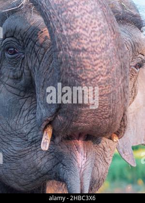 Fragment de museau d'éléphant avec un tronc surélevé, une bouche ouverte et des défenses saillantes.Gros plan Banque D'Images